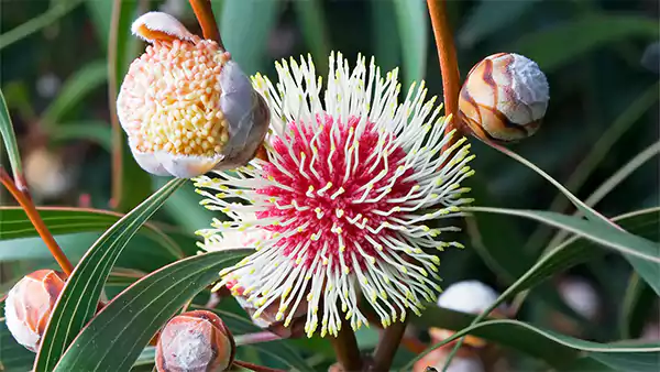 Hakea