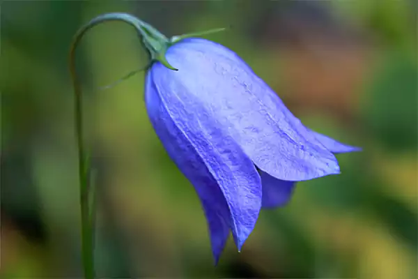 Harebell