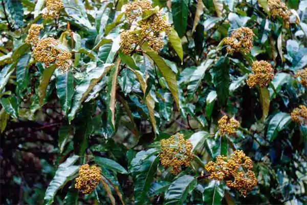 Harungana madagascariensis