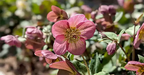 Hellebore flower