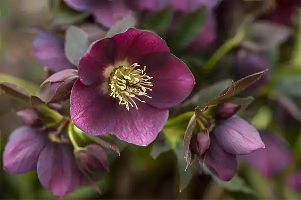 Hellebore flower