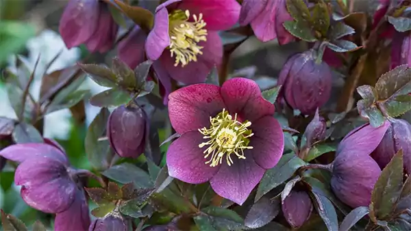Hellebore