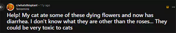 Help My cat ate some of these dying flowers and now has diarrhea Reddit query