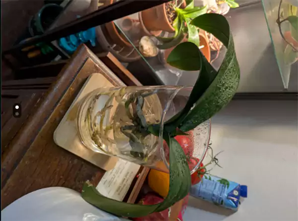 Help settle an orchid care debatee