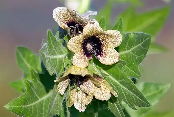 Henbane flower