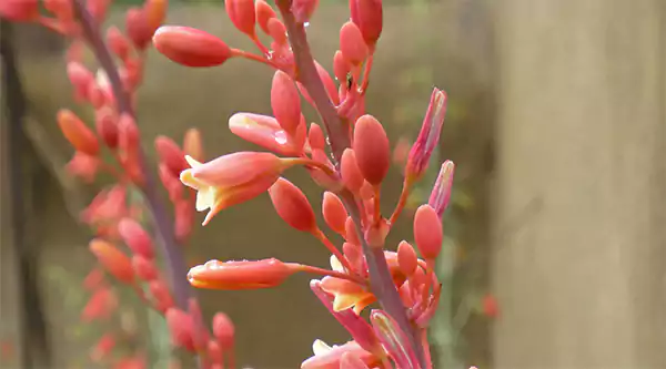 Hesperaloe