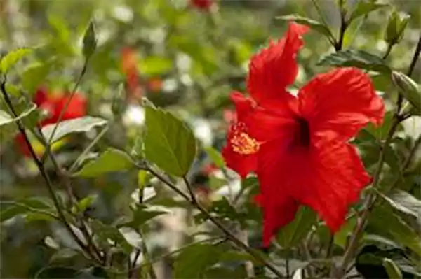 Hibiscus