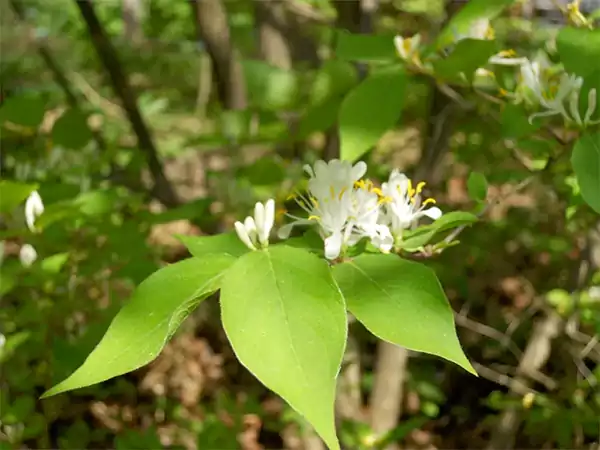 Honeysuckle shrub