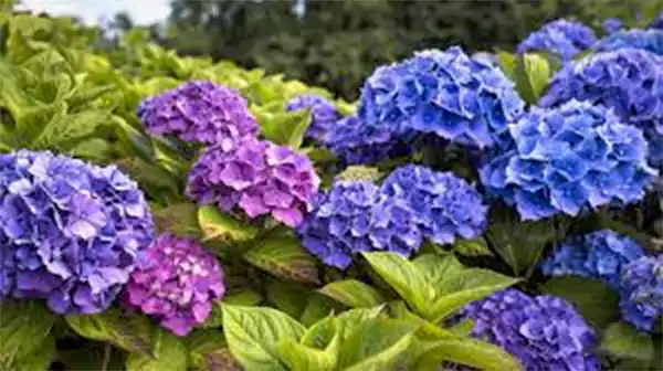 Hydrangea