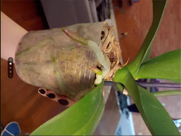 I dont understand orchid care no matter how much I read it Reddit queryy