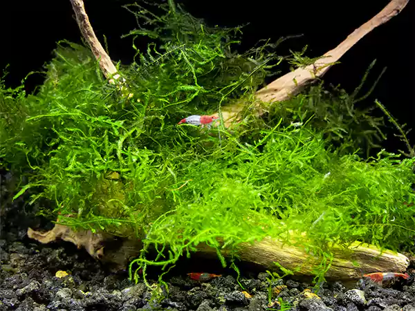 Java Moss