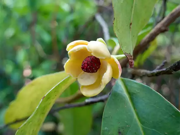 Kadsura flower