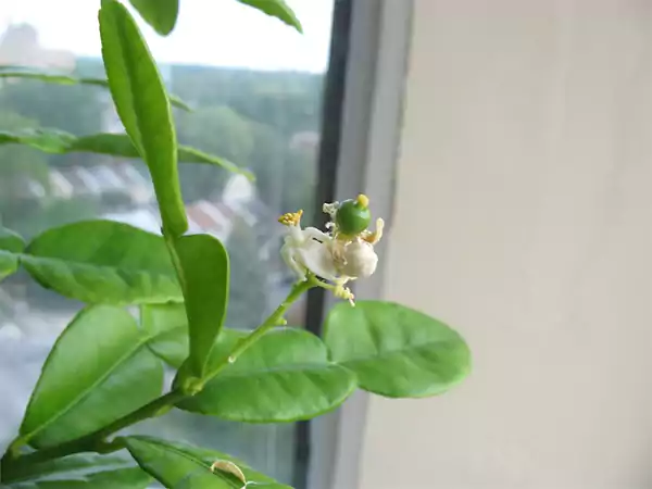 Kaffir Lime Flower