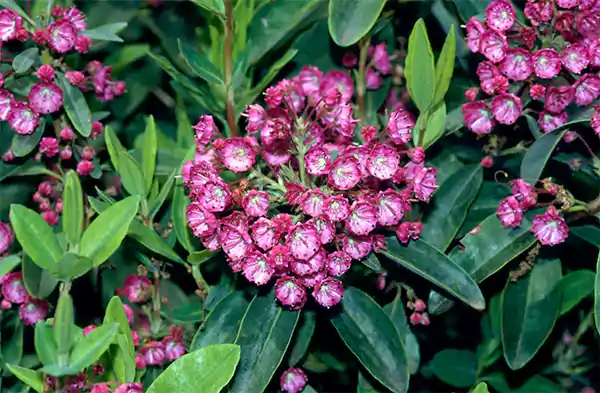 Kalmia angustifolia