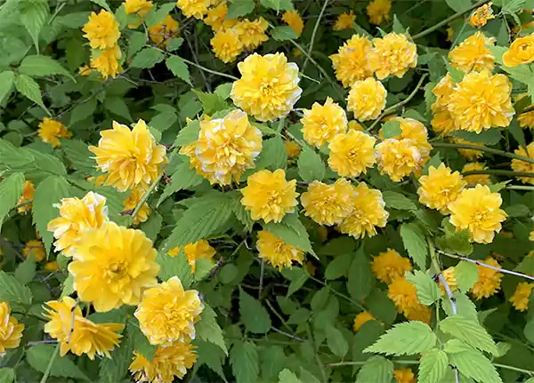Kerria Japonica