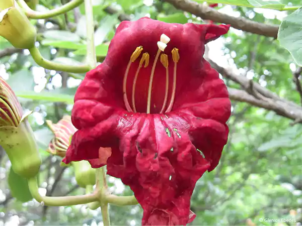 Kigelia flower