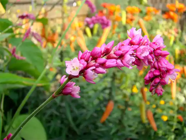Kiss Me Over the Garden Gate flower