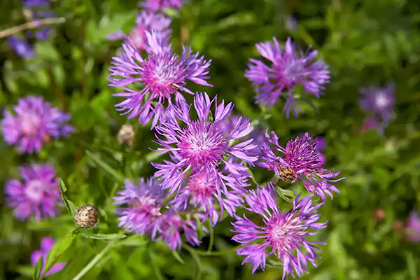 Knapweed