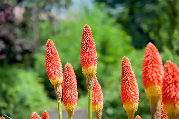 Kniphofia