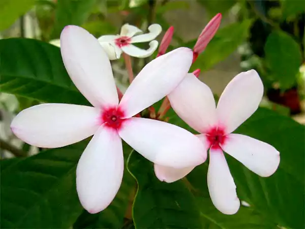 Kopsia flower