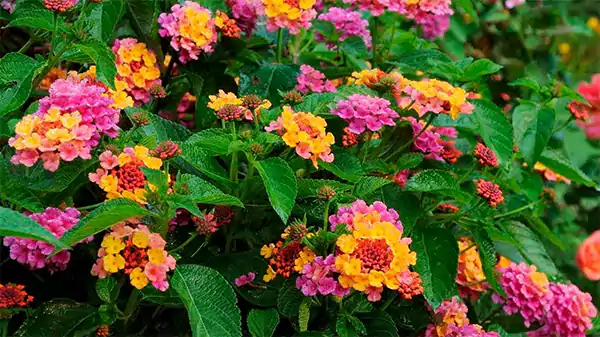 Lantana