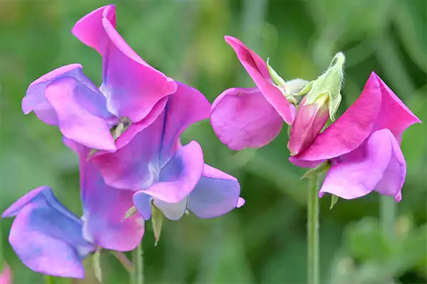 Lathyrus odoratus