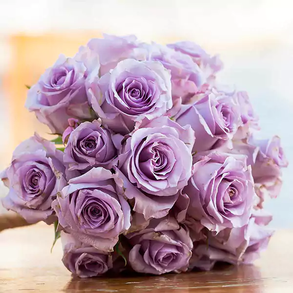 Lavender Roses