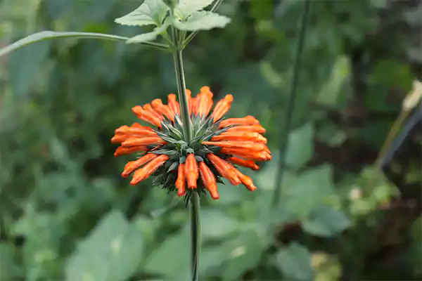Leonotis leonurus