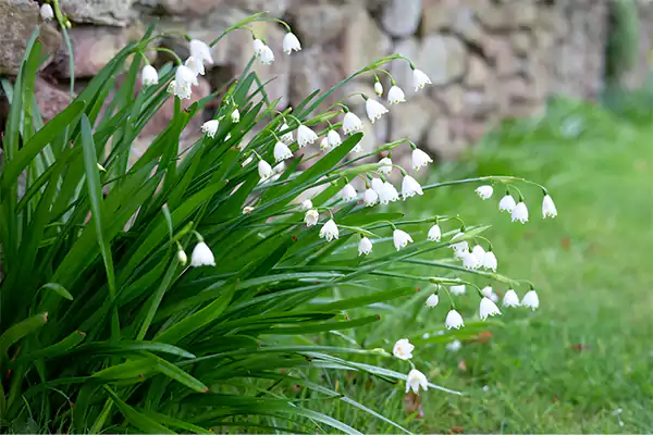 Leucojum