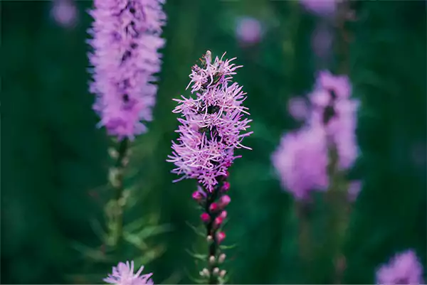 Liatris aspera