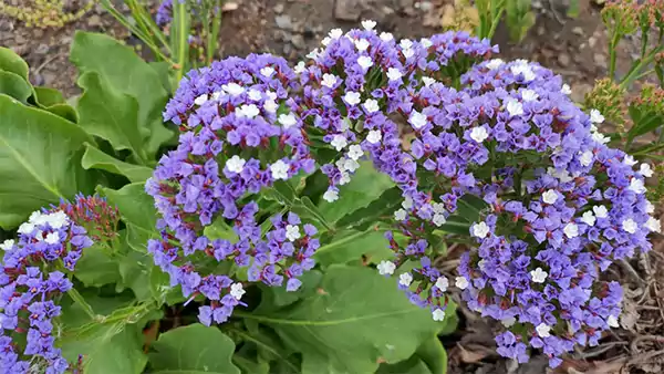 Limonium sinuatum