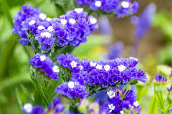Limonium