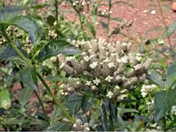 Lippia Multiflora