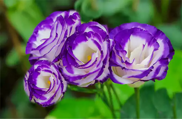 Lisianthus flowers
