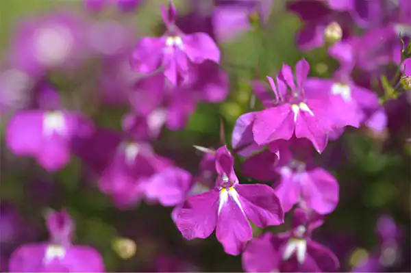 Lobelia