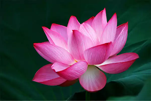 Lotus