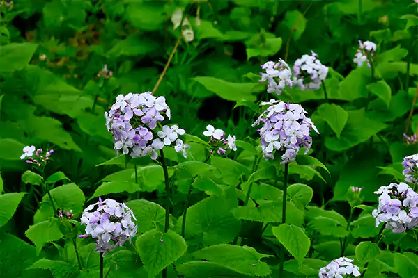 Lunaria