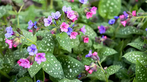 Lungwort