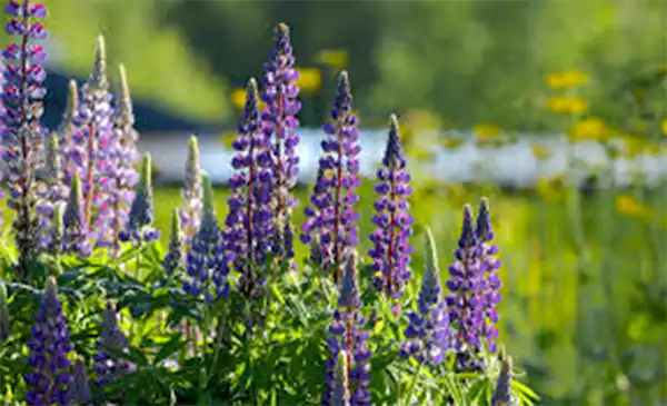 Lupine