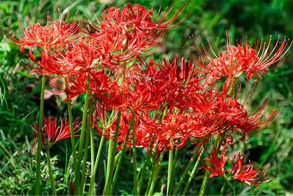 Lycoris albiflora