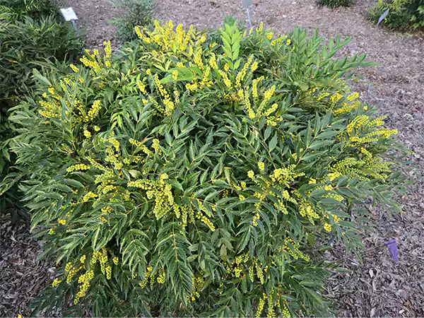 Mahonia