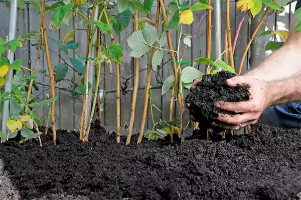 Manure Based Compost