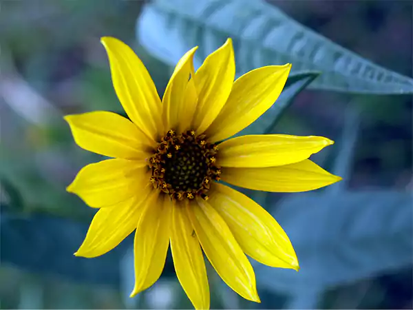 Maximilian Wild Sunflower