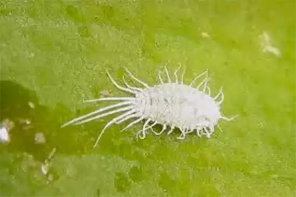 Mealybugs