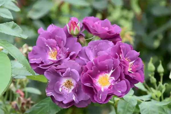 Medium Purple Rose