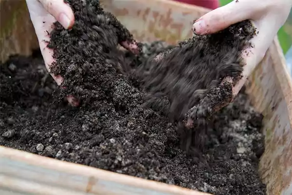 Mixing compost with the container soil