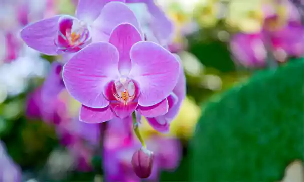 Moth Orchid