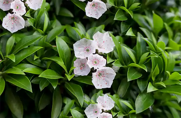 Mountain Laurel