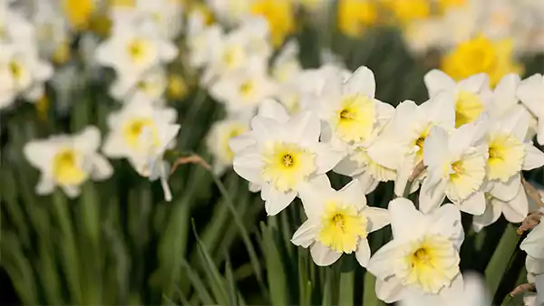 Narcissus