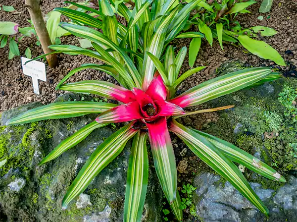 Neoregelia